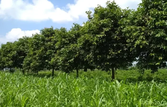 Gehu agri orchard 2 new 700x450