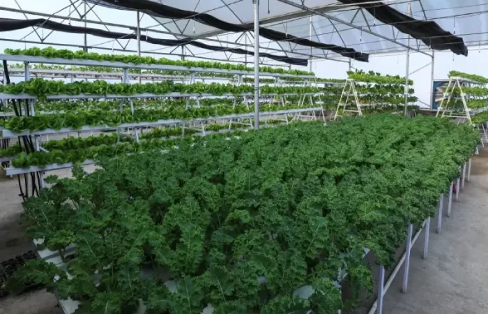 Gehu agri polyhouse 1 new 700x450