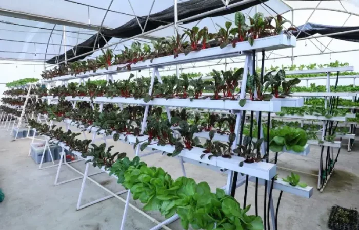 Gehu agri polyhouse 2 new 700x450